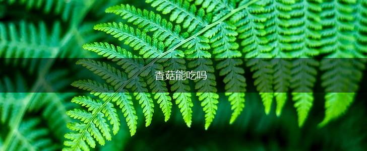 香菇能吃吗,第1张