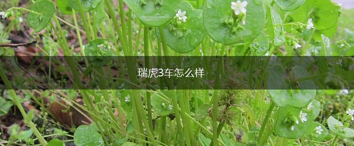 瑞虎3车怎么样,第1张
