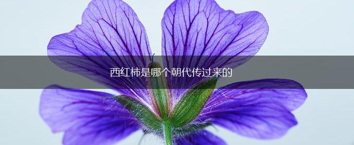 西红柿是哪个朝代传过来的,第1张