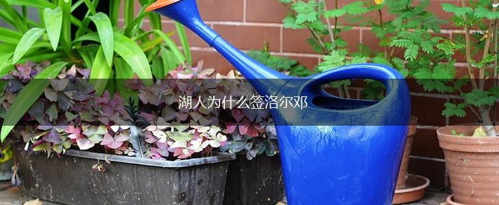 湖人为什么签洛尔邓,第1张