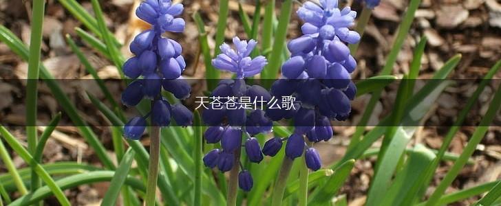 天苍苍是什么歌,第1张