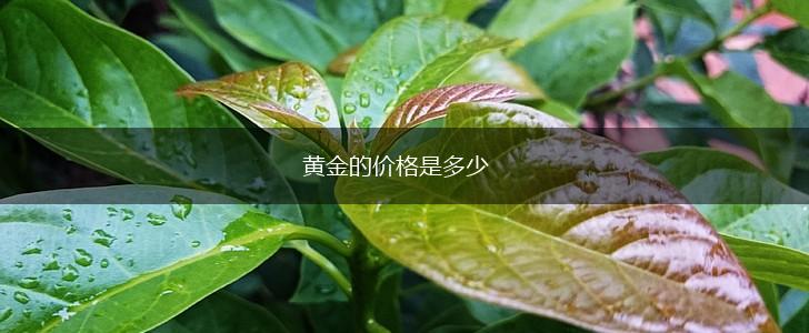 黄金的价格是多少,第1张