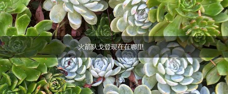 火箭队戈登现在在哪里,第1张