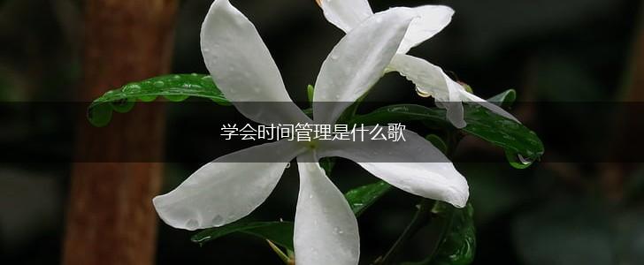 学会时间管理是什么歌,第1张