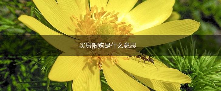 买房限购是什么意思,第1张