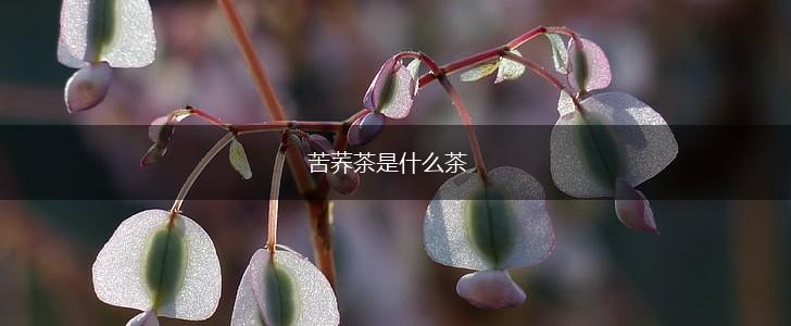 苦荞茶是什么茶,第1张