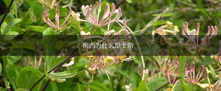 梅西为什么是上帝,第1张