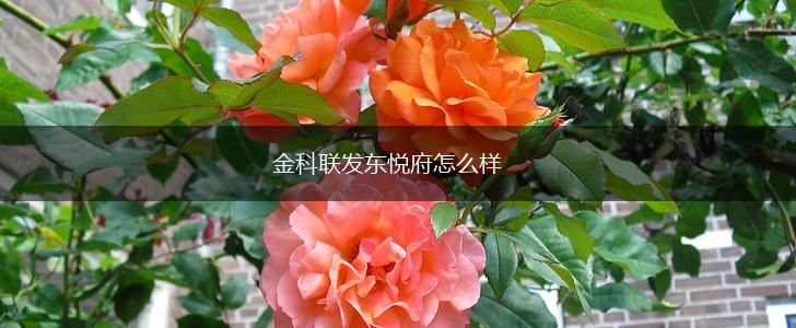 金科联发东悦府怎么样,第1张
