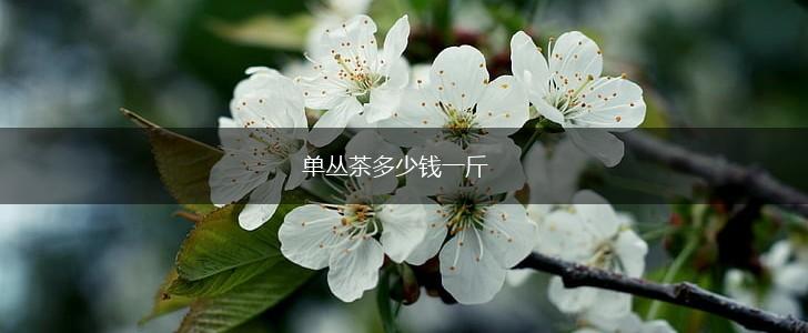 单丛茶多少钱一斤,第1张