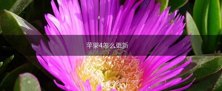 苹果4怎么更新,第1张