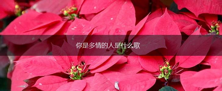 你是多情的人是什么歌,第1张