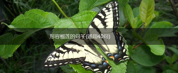 形容榴莲的句子(通用40句),第1张