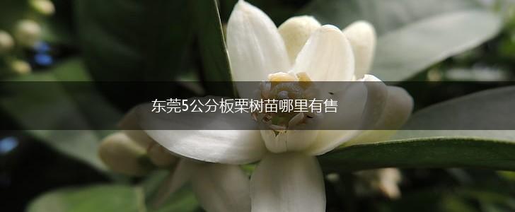 东莞5公分板栗树苗哪里有售,第1张
