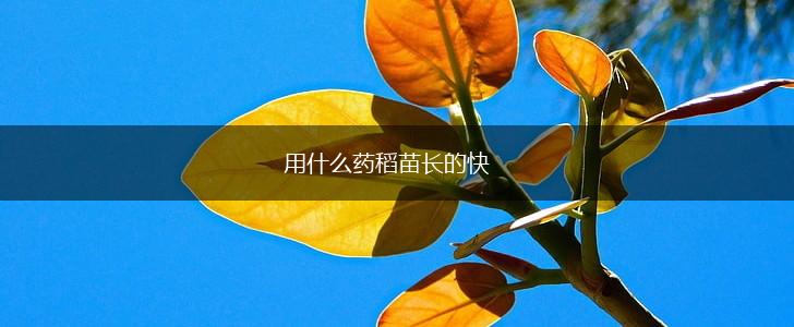 用什么药稻苗长的快,第1张