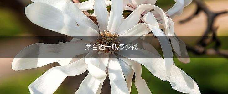 茅台酒一瓶多少钱,第1张