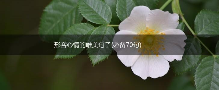 形容心情的唯美句子(必备70句),第1张