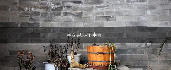 圣女果怎样种植,第1张