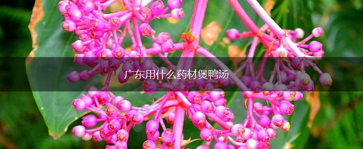 广东用什么药材煲鸭汤,第1张