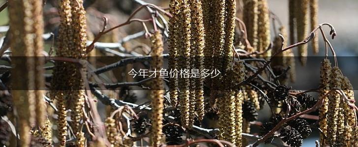今年才鱼价格是多少,第1张