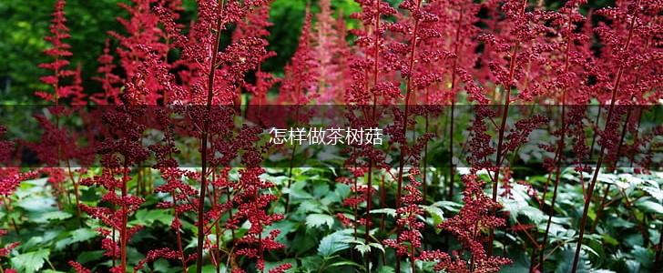 怎样做茶树菇,第1张