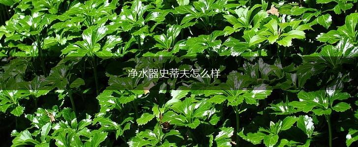 净水器史蒂夫怎么样,第1张