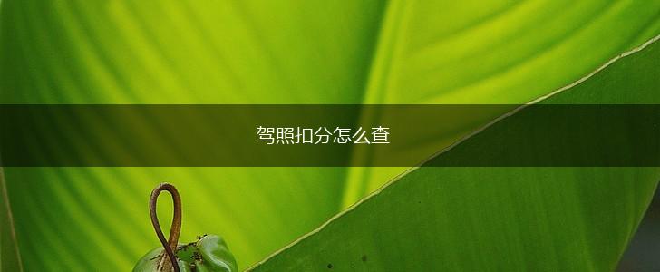 驾照扣分怎么查,第1张