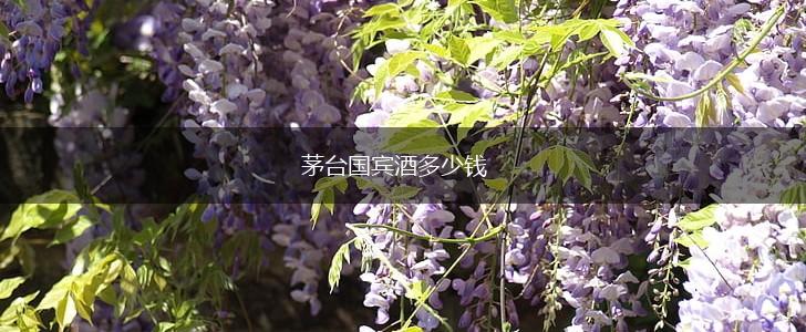 茅台国宾酒多少钱,第1张