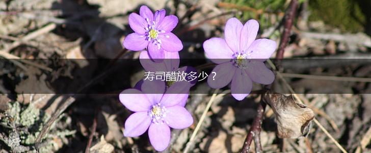 寿司醋放多少？,第1张