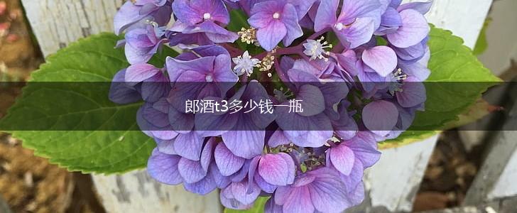 郎酒t3多少钱一瓶,第1张