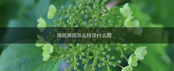 我爸我爸怎么样是什么歌,第1张