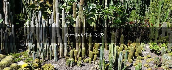 今年中考生有多少,第1张