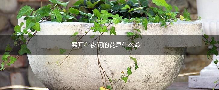 盛开在夜间的花是什么歌,第1张