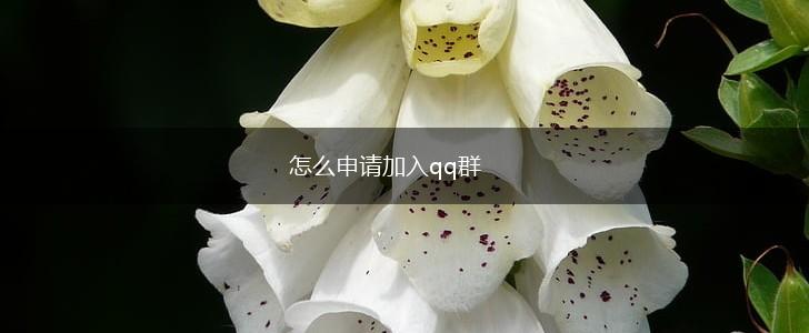 怎么申请加入qq群,第1张
