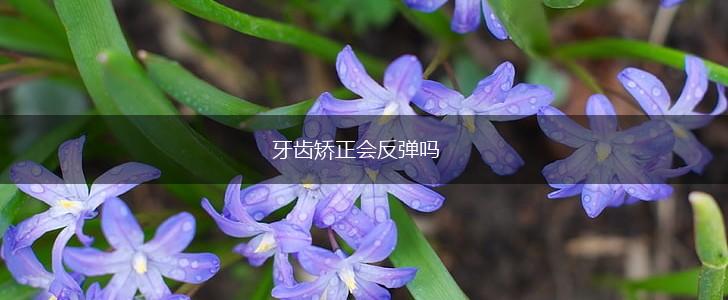 牙齿矫正会反弹吗,第1张
