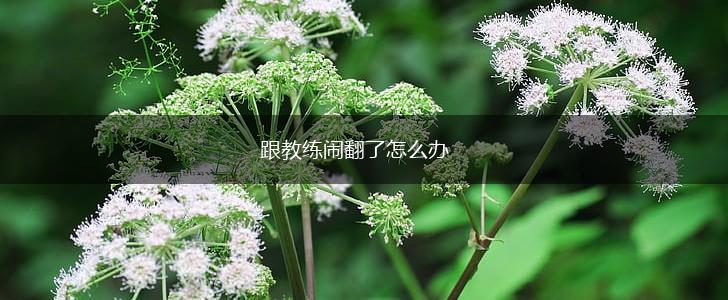 跟教练闹翻了怎么办,第1张