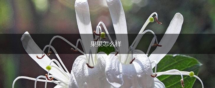 果果怎么样,第1张