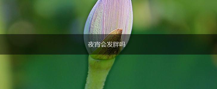 夜宵会发胖吗,第1张