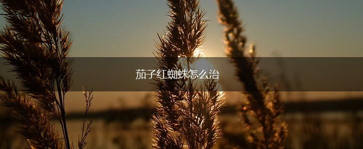 茄子红蜘蛛怎么治,第1张
