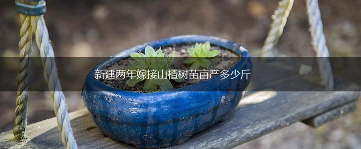 新建两年嫁接山楂树苗亩产多少斤,第1张