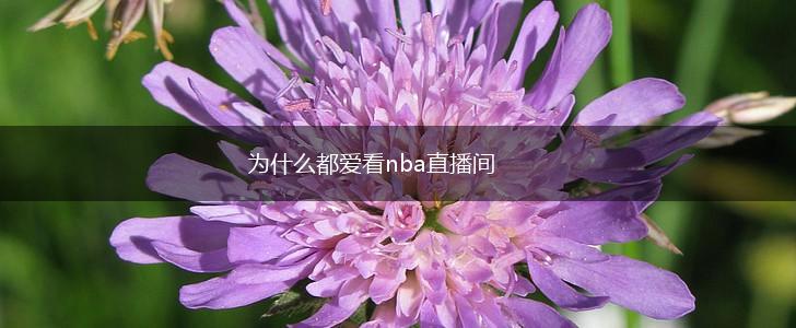 为什么都爱看nba直播间,第1张
