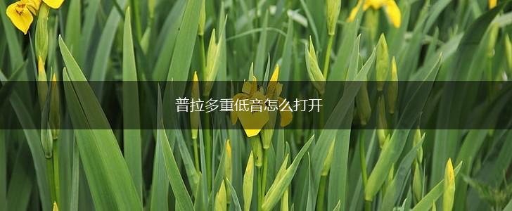 普拉多重低音怎么打开,第1张
