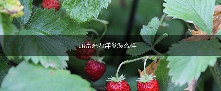 康富来西洋参怎么样,第1张