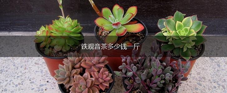 铁观音茶多少钱一斤,第1张