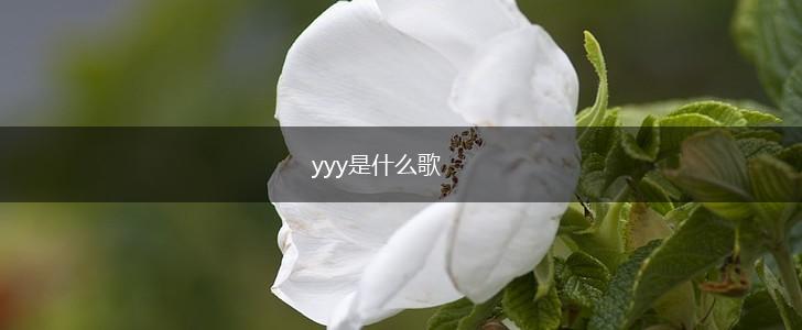 yyy是什么歌,第1张