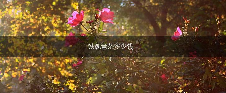 铁观音茶多少钱,第1张