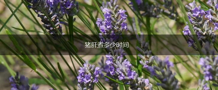 猪肝煮多少时间,第1张