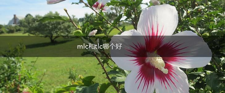 mlc和tlc哪个好,第1张