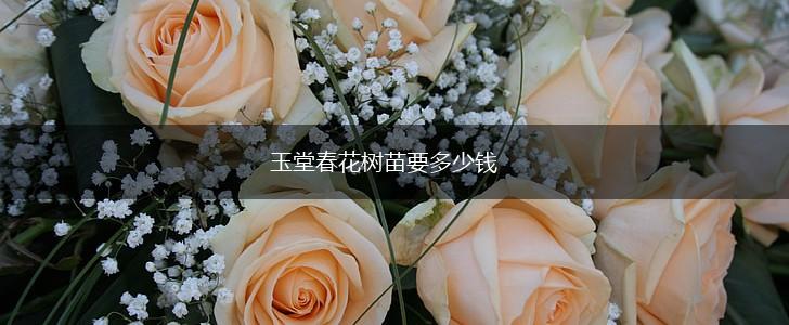 玉堂春花树苗要多少钱,第1张