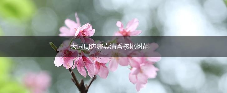 大同周边哪卖清香核桃树苗,第1张