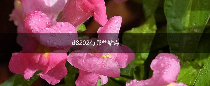 d8202有哪些站点,第1张